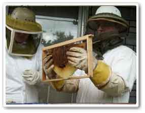 removal of bees