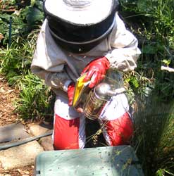 bee removal in johannesburg